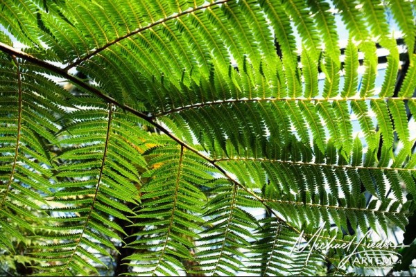 Farnfächer für meditative Stimmung